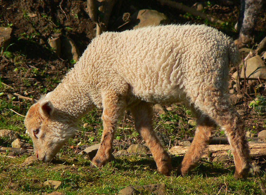 cremosnianske-lazy-velka-skalna-drienok