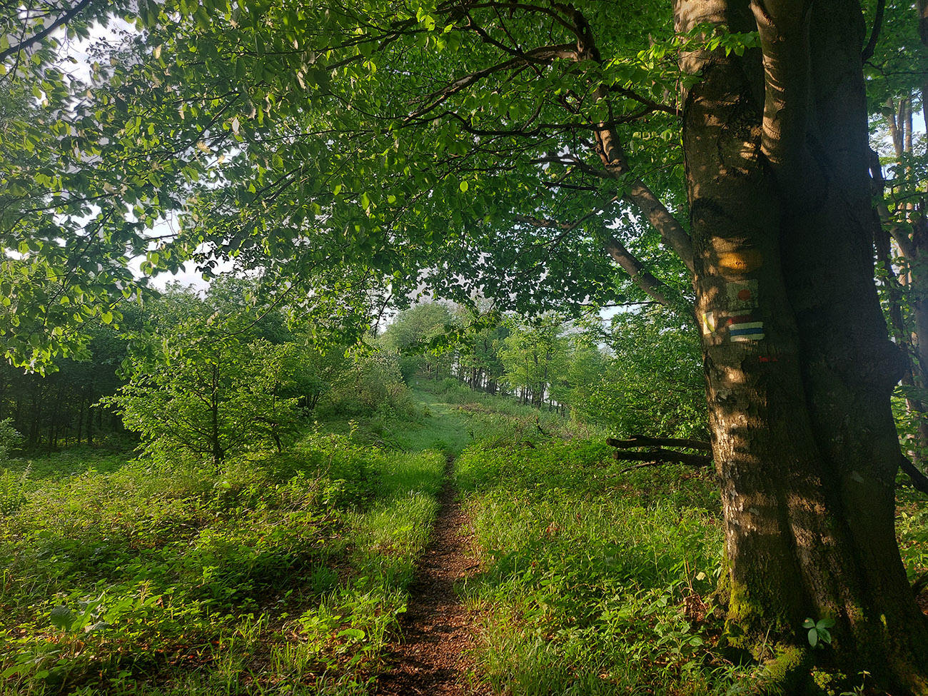 6:30 a Slnco konečne vyliezlo z mraku, niekde okolo Daňovej (837 m). 6:30_a_Slnco_konečne_vyliezlo_z_mraku,_niekde_okolo_Daňovej_(837_m).