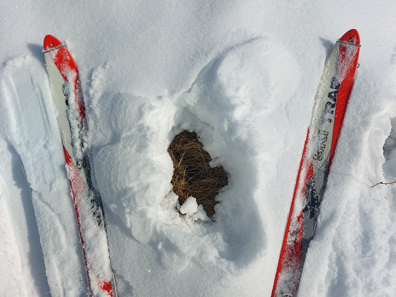 prasan-kora-aj-lepidlo-medzi-l�iprunom-a-smrekovicou-