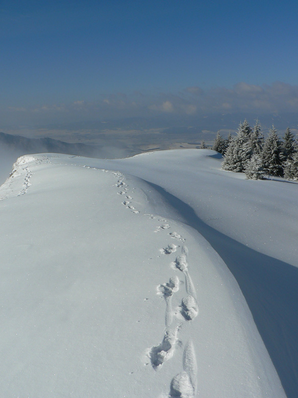 lysec-velkofatransky-aktualne-na-pasoch-aj-na-peso