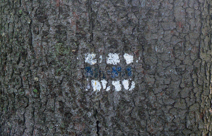 modra-zo-sucian-na-maly-fatransky-krivan-obnovena-